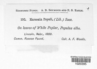 Drepanopeziza populi image